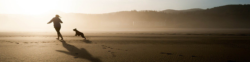 dog beach banner